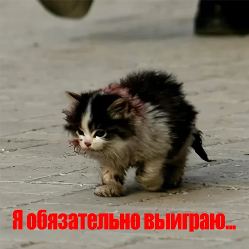 🐈 Стикер «reiting_kapperov» для Telegram