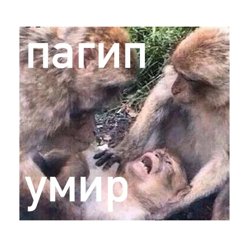 Стикерпак Рекомендую к залипанию для Telegram — скачать