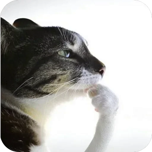 🫥 Стикер «Relanit Animated 2» для Telegram