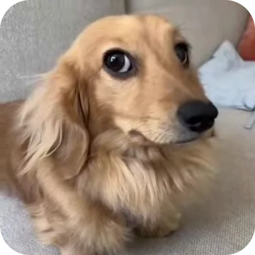 🐶 Стикер «Relanit Animated 2» для Telegram