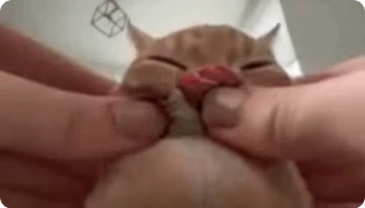 😻 Стикер «Relanit Animated 2» для Telegram