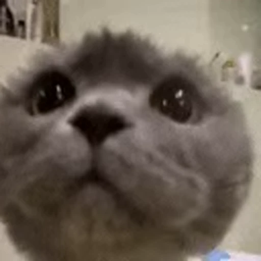 👀 Стикер «Relanit Animated 2» для Telegram