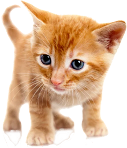 🐱 Стикер «Real Emoji» для Telegram