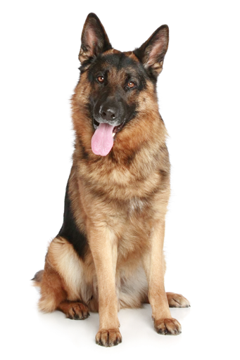 🐶 Стикер «Real Emoji» для Telegram