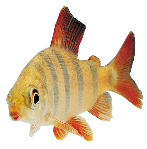 🐠 Стикер «Real Emoji» для Telegram
