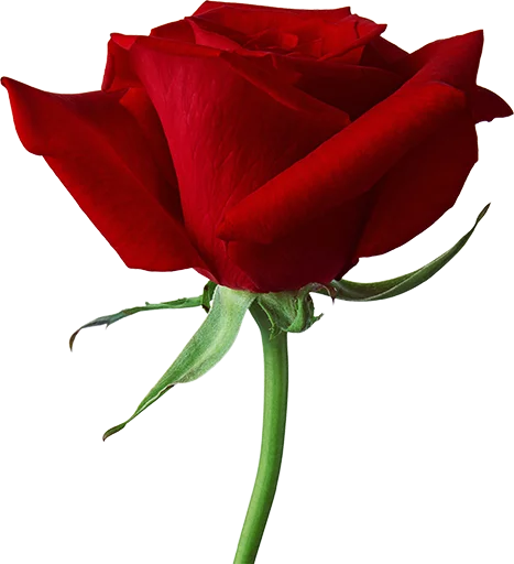 🌹 Стикер «Real Emoji» для Telegram