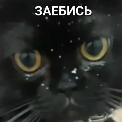 👍 Стикер «Repmans_mem» для Telegram