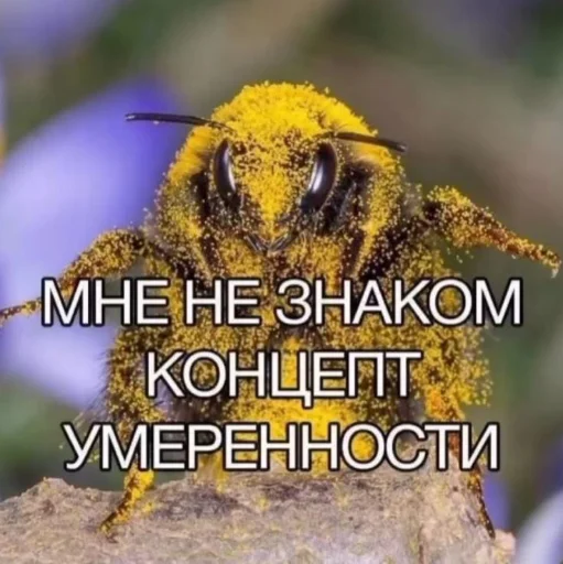 😏 Стикер «Repmans_mem» для Telegram