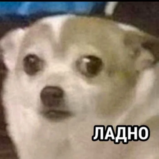 😐 Стикер «Repmans_mem» для Telegram