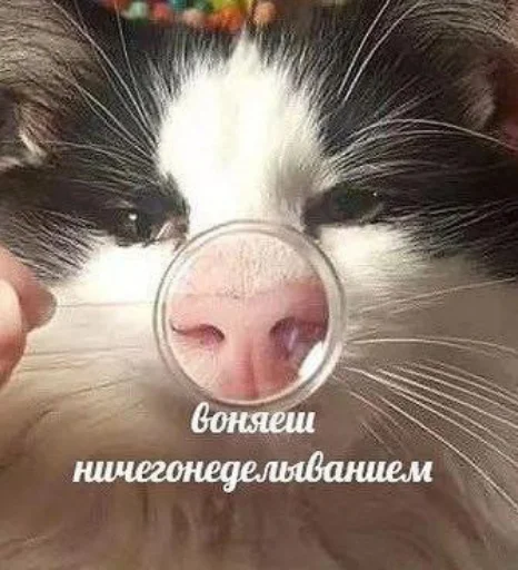 🦥 Стикер «Repmans_mem» для Telegram