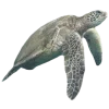 🐢 Эмодзи «rest time» для Telegram
