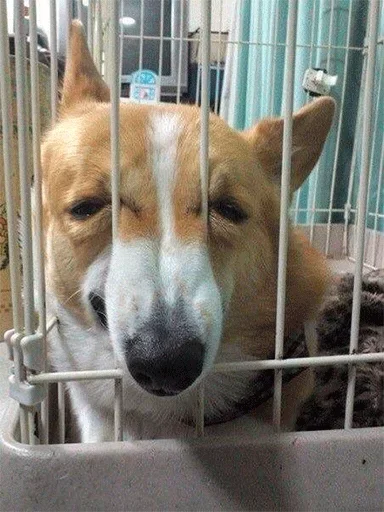 🥺 Стикер «Volume» для Telegram