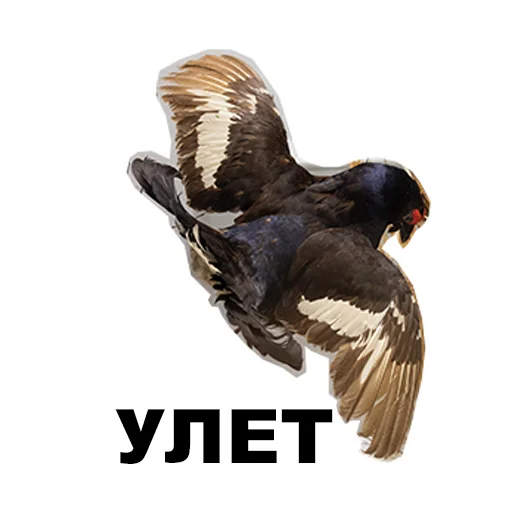 😎 Стикер «Среда обитания» для Telegram