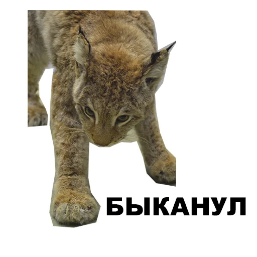 🐈 Стикер «Среда обитания» для Telegram