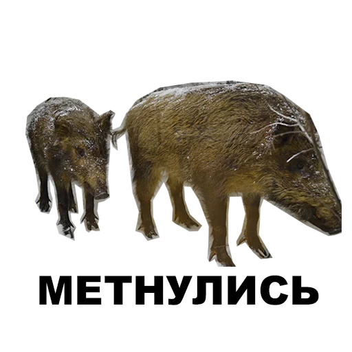 🐽 Стикер «Среда обитания» для Telegram