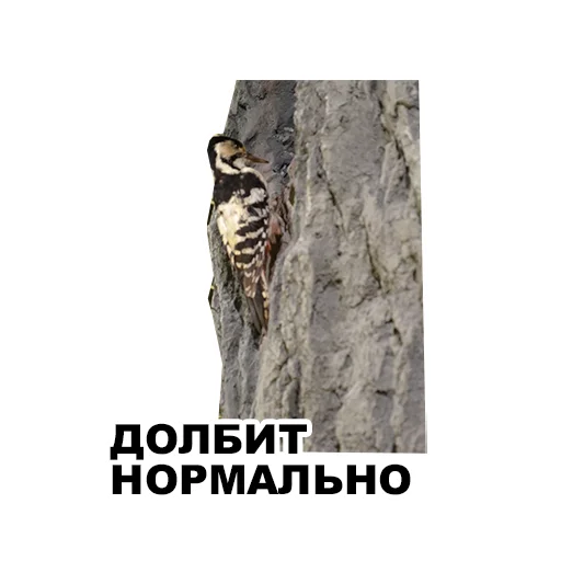🥁 Стикер «Среда обитания» для Telegram
