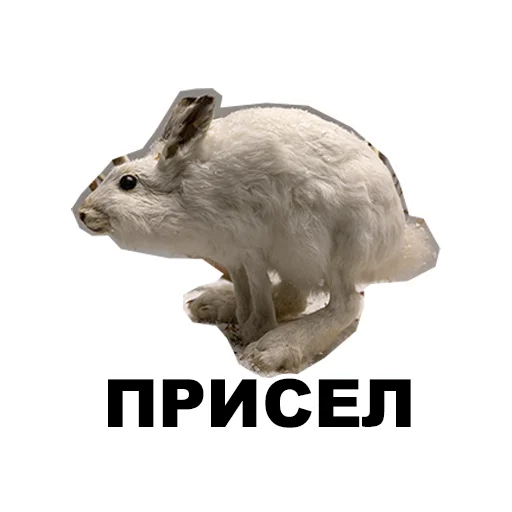 🪑 Стикер «Среда обитания» для Telegram