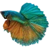 🌊 Эмодзи «Рыбки» для Telegram
