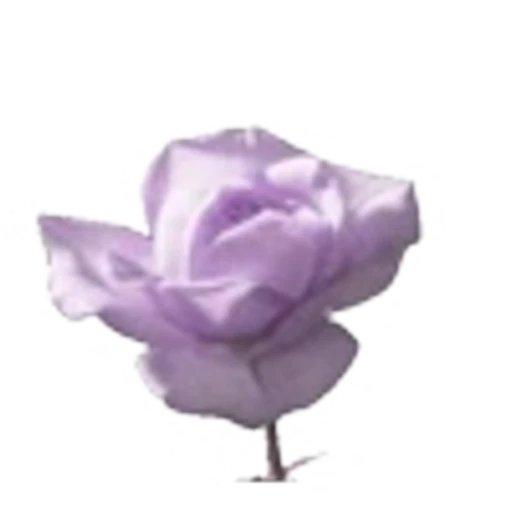 🌹 Эмодзи «Rich Lilac» для Telegram