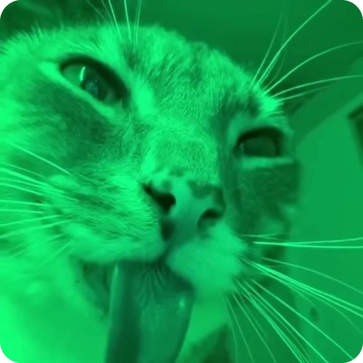 🍏 Стикер «Ригби Кот» для Telegram