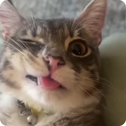 🫦 Стикер «Ригби Кот» для Telegram
