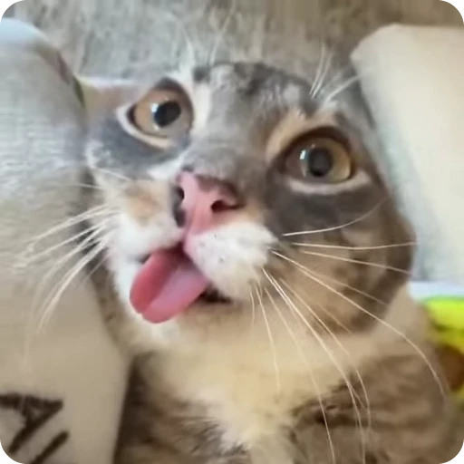 😯 Стикер «Ригби Кот» для Telegram