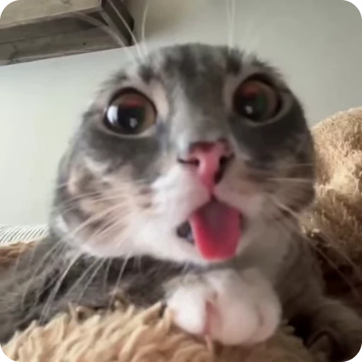 👽 Стикер «Ригби Кот» для Telegram