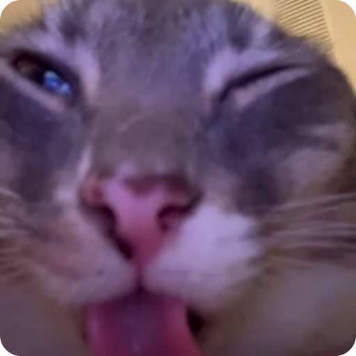💤 Стикер «Ригби Кот» для Telegram