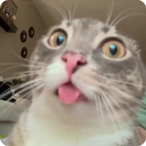 🫕 Стикер «Ригби Кот» для Telegram