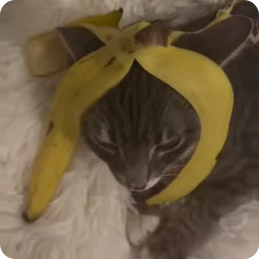 🍌 Стикер «Ригби Кот» для Telegram