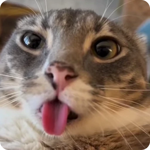 👅 Стикер «Ригби Кот» для Telegram