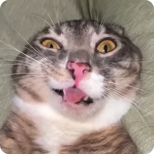 🦹‍♀️ Стикер «Ригби Кот» для Telegram