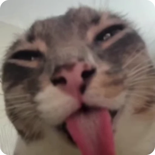 👅 Стикер «Ригби Кот» для Telegram