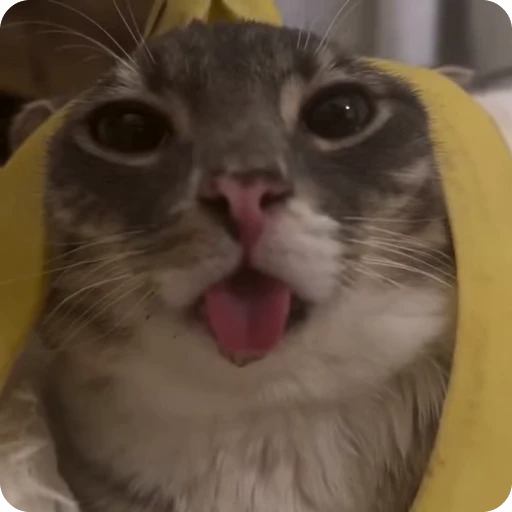 🍌 Стикер «Ригби Кот» для Telegram