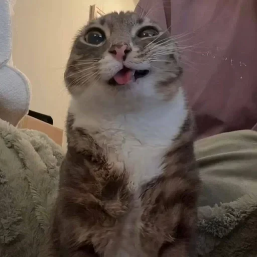 🤪 Стикер «Ригби Кот» для Telegram
