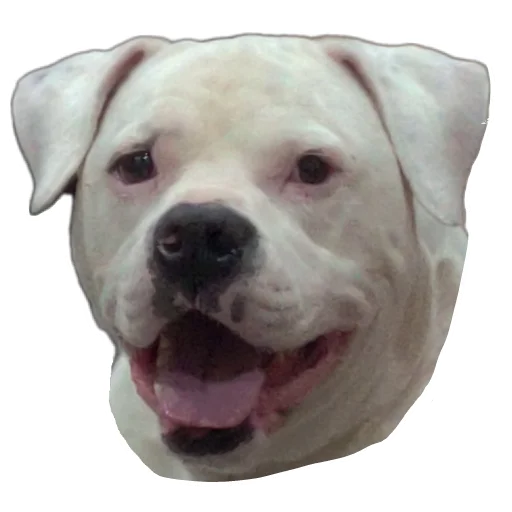 🐶 Стикер «Riggles Ascended» для Telegram