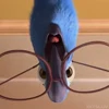 👀 Эмодзи «Рио» для Telegram