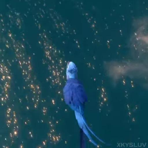 🦜 Стикер «Rio» для Telegram