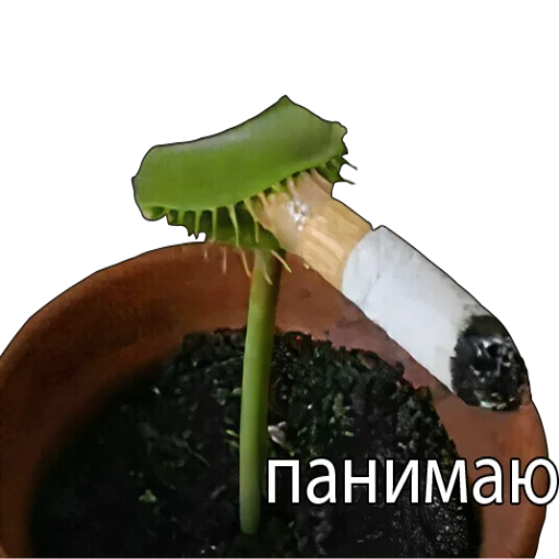 🚬 Стикер «Ржакич без смс и регистрации» для Telegram