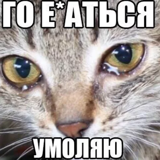 😢 Стикер «Ржакич без смс и регистрации» для Telegram