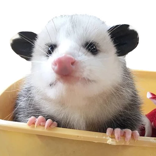 😗 Стикер «REAL Poss Stickers» для Telegram
