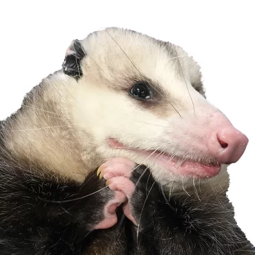 💞 Стикер «REAL Poss Stickers» для Telegram