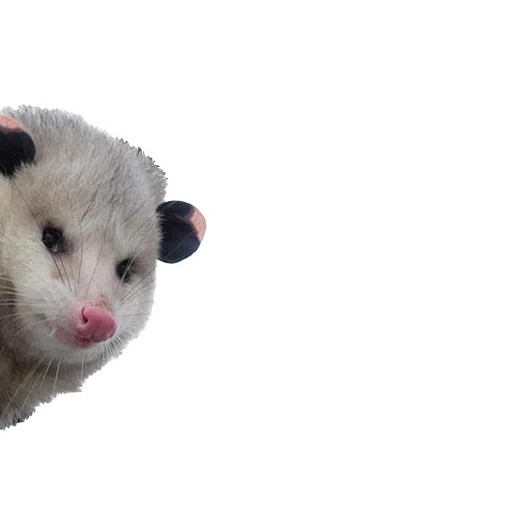 Стикерпак REAL Poss Stickers для Telegram — скачать