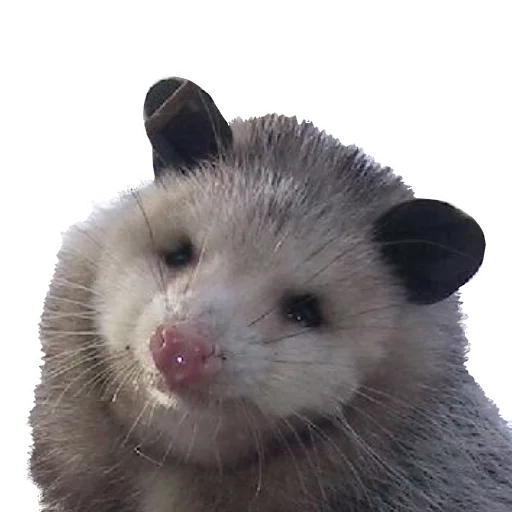 ☺️ Стикер «REAL Poss Stickers» для Telegram