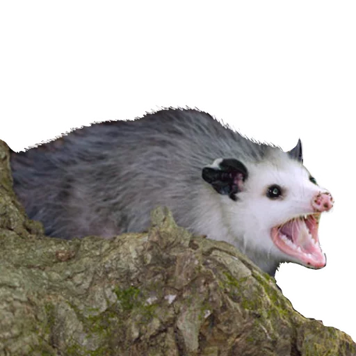 😲 Стикер «REAL Poss Stickers» для Telegram