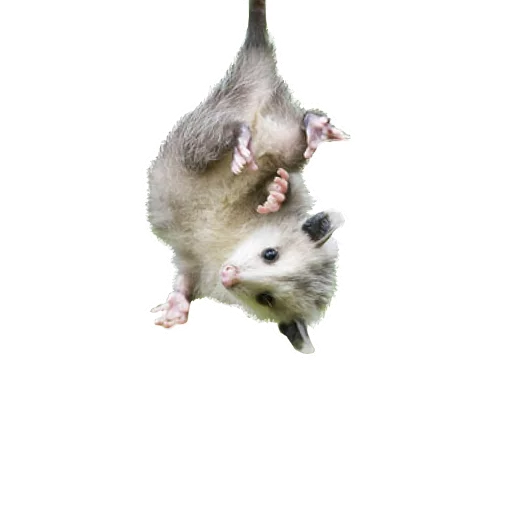 🖐 Стикер «REAL Poss Stickers» для Telegram