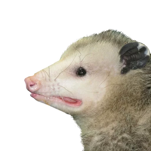 😐 Стикер «REAL Poss Stickers» для Telegram
