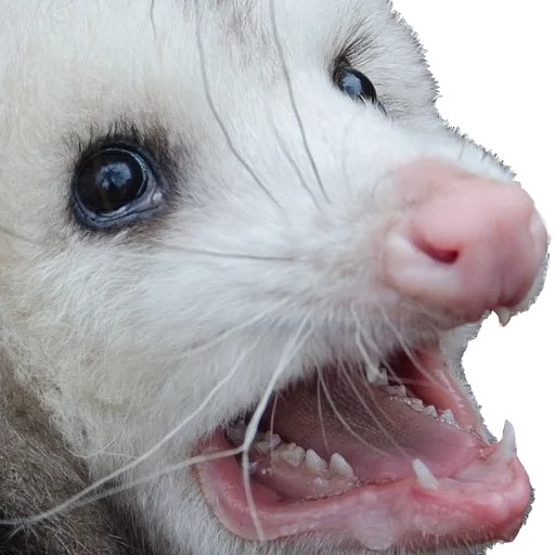 😵 Стикер «REAL Poss Stickers» для Telegram
