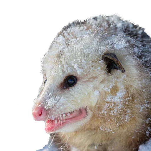 🤒 Стикер «REAL Poss Stickers» для Telegram