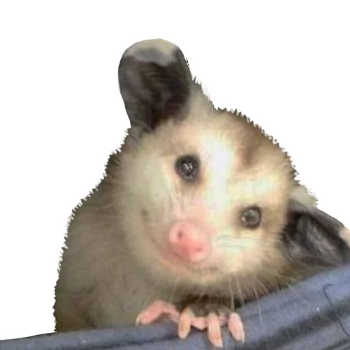❤ Стикер «REAL Poss Stickers» для Telegram